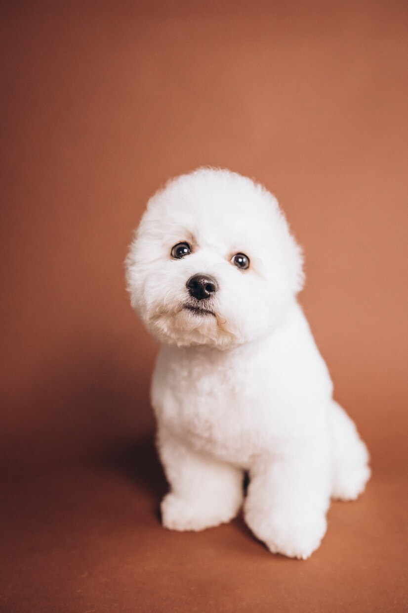 cute-bichon-frise-puppy-posing-in-studio_1303-27288
