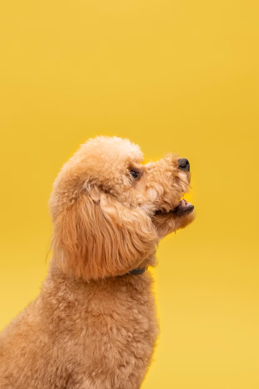 domestic-cute-dog_23-2148643139